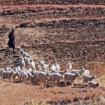 Addo Elephants with Lesotho & Drankensburg Hike 7-Day Tour - Who Should Consider This Tour?