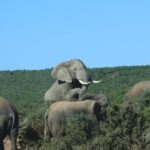 Addo: Game Drive in Addo Elephant National Park Private - An In-Depth Look at the Experience