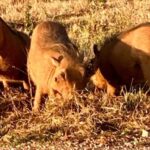 Addo National Park all-inclusive with Traditional BBQ Lunch - The Value of This Tour