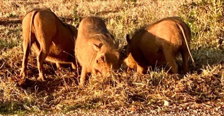 Addo National Park all-inclusive with Traditional BBQ Lunch - The Value of This Tour