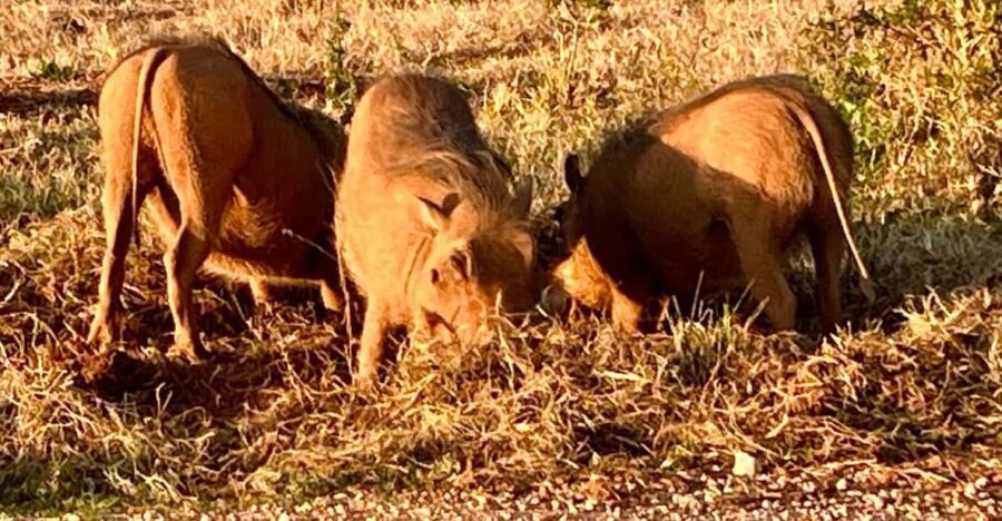 Addo National Park all-inclusive with Traditional BBQ Lunch - The Value of This Tour