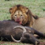 Addo National Park: Full-Day Safari Tour - Practical Details and Considerations