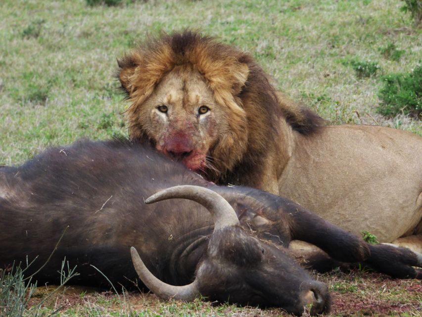 Addo National Park: Full-Day Safari Tour - Practical Details and Considerations