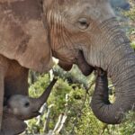 Addo National Park: Guided Half-Day Safari - An In-Depth Look at the Safari Itinerary