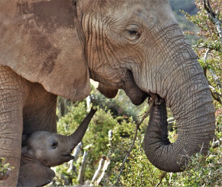 Addo National Park: Guided Half-Day Safari - An In-Depth Look at the Safari Itinerary