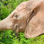 Addo Safari Full Day Tour - Exploring the Addo Safari Full Day Tour in Detail