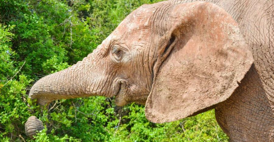 Addo Safari Full Day Tour - Exploring the Addo Safari Full Day Tour in Detail