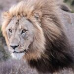 Addo Wildlife Reserve Sunset Safari +Bush Dinner :Gqeberha - An Evening in the Addo Wilderness: What You Can Expect