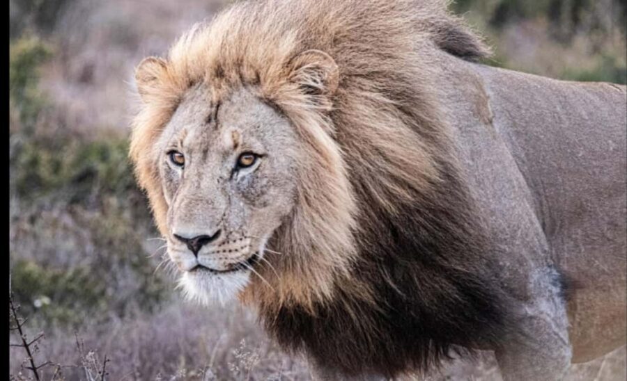 Addo Wildlife Reserve Sunset Safari +Bush Dinner :Gqeberha - An Evening in the Addo Wilderness: What You Can Expect