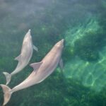 Adelaide: 4-Hour Guaranteed Wild Dolphin Watching Cruise - Who Would Love This Tour?