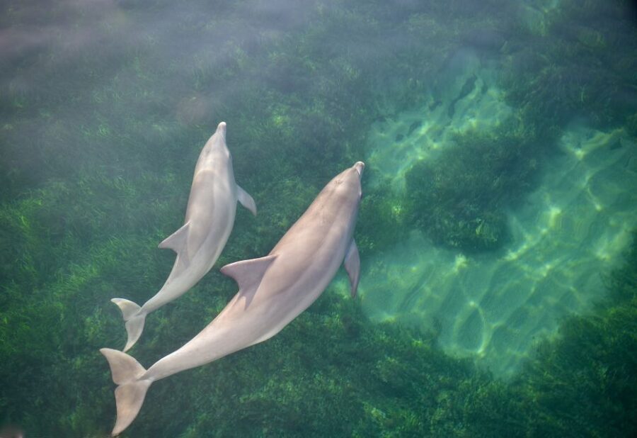Adelaide: 4-Hour Guaranteed Wild Dolphin Watching Cruise - Who Would Love This Tour?