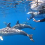 Adelaide: 4-Hour Swimming with Dolphins Experience - The Value of the Experience