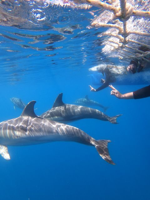 Adelaide: 4-Hour Swimming with Dolphins Experience - The Value of the Experience