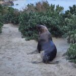 Adelaide: All-Inclusive Boutique 2-Day Kangaroo Island Tour - What Makes This Tour Stand Out