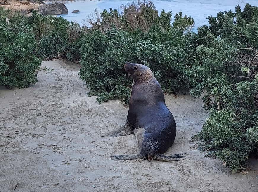 Adelaide: All-Inclusive Boutique 2-Day Kangaroo Island Tour - What Makes This Tour Stand Out