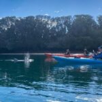 Adelaide Dolphin Sanctuary and Ships Graveyard Kayak Tour - The Value of the Experience