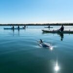 Adelaide: Dolphin Sanctuary Eco Kayaking Tour - Value for Money & Overall Impression