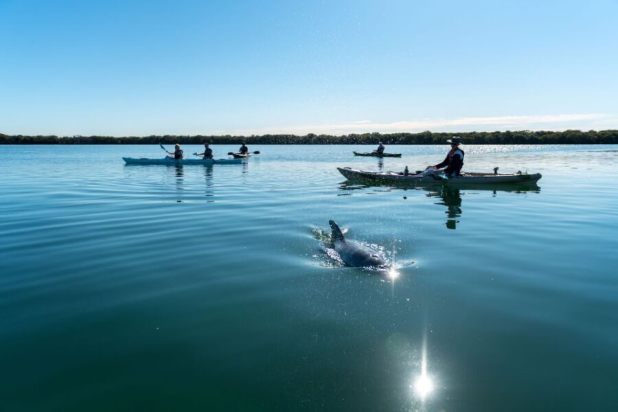 Adelaide: Dolphin Sanctuary Eco Kayaking Tour - Value for Money & Overall Impression