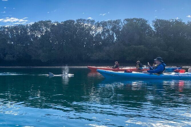 Adelaide Dolphin Sanctuary Mangroves Kayaking Tour - What to Expect During the Tour