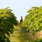 Adelaide: Wine and Wildlife 4WD Tour - The Sum Up