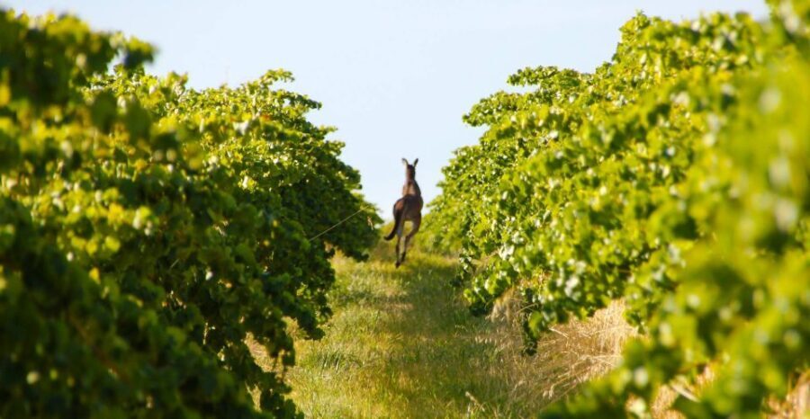 Adelaide: Wine and Wildlife 4WD Tour - The Sum Up