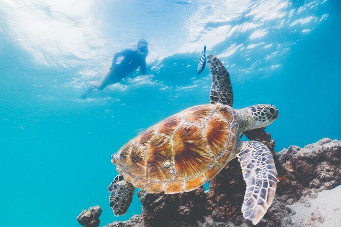 Adventure Moreton Island Scuba Dive Tour - FAQ