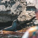 Adventure Rottnest Tour with Ferry & Adventure Cruise - Wildlife Cruise: The Exciting Heart of the Day