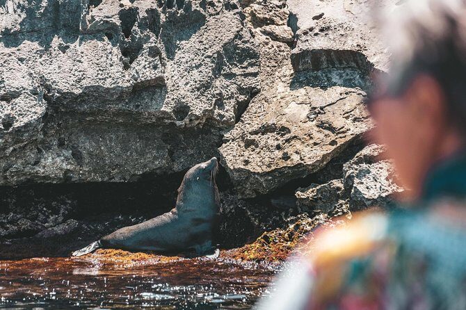 Adventure Rottnest Tour with Ferry & Adventure Cruise - Wildlife Cruise: The Exciting Heart of the Day