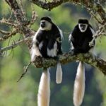 Adventurous Aberdare National Park 2-Day Safari - What’s Included & What’s Not