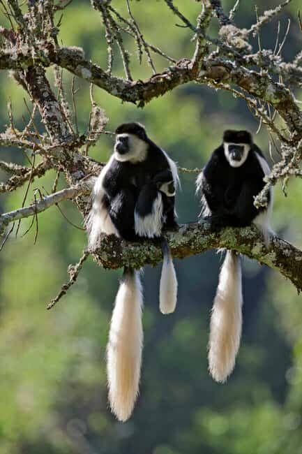 Adventurous Aberdare National Park 2-Day Safari - What’s Included & What’s Not