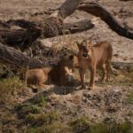 Affordable Northern Tanzania Safari Big Five - What to Expect from the Experience