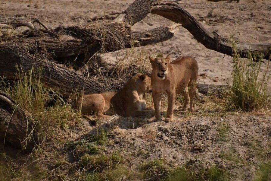 Affordable Northern Tanzania Safari Big Five - What to Expect from the Experience