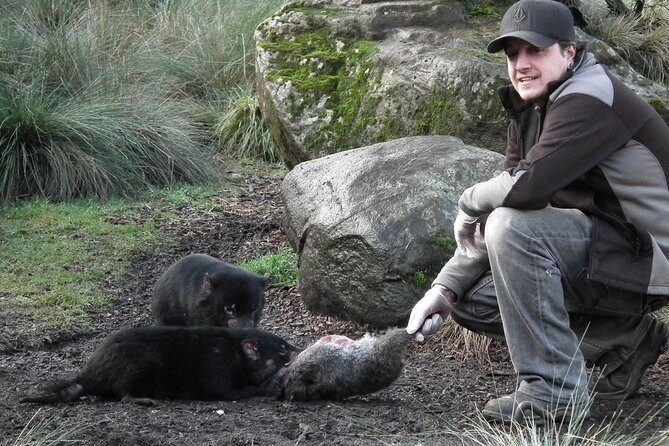 After Dark Tasmanian Devil Feeding Tour at Cradle Mountain - Why You Should Consider This Tour