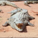 Agadir: Agadir Crocodile Park Adventure - Detailed Breakdown of the Tour Experience
