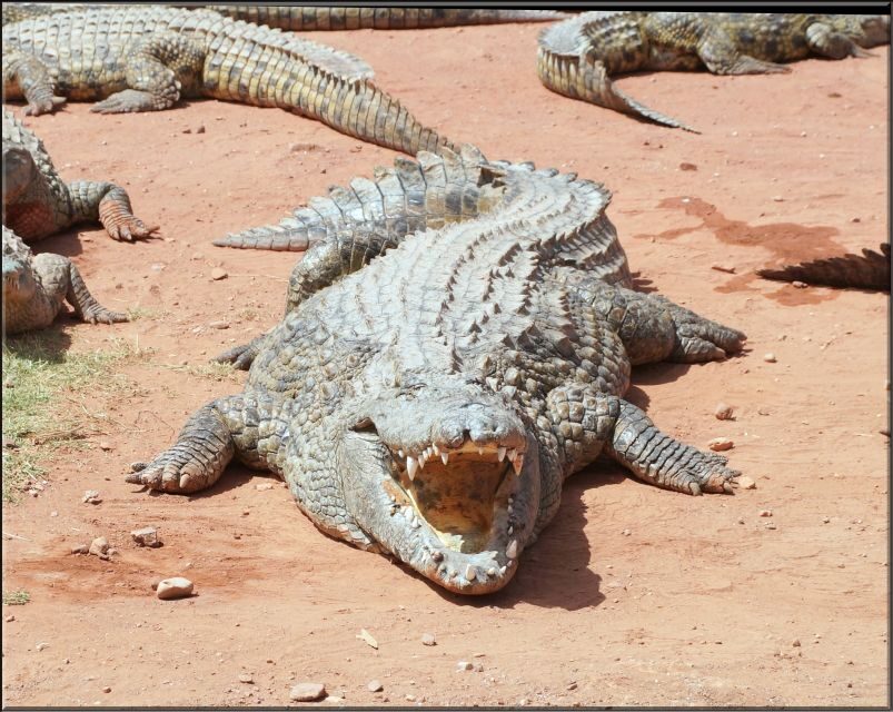 Agadir: Agadir Crocodile Park Adventure - Detailed Breakdown of the Tour Experience