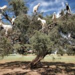 Agadir: Argan Forest and Goats-in-Trees Safari - The Experience in Detail