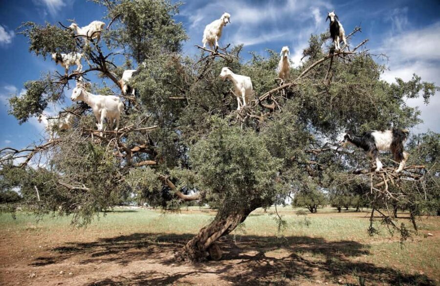 Agadir: Argan Forest and Goats-in-Trees Safari - The Experience in Detail