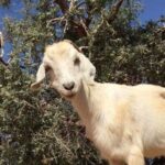 Agadir: ATV Quad Biking and Goats On Argan Trees with Tea - What’s Included and What’s Not