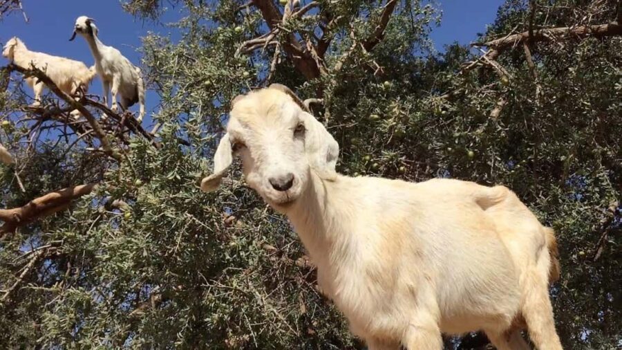 Agadir: ATV Quad Biking and Goats On Argan Trees with Tea - What’s Included and What’s Not