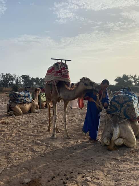 Agadir: Camel Ride at Sunset with Moroccan Dinner + transfer - Practical Details: What You Need to Know