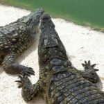 Agadir Crocoparc: Ticket and Transfer - Who Would Love This Tour?