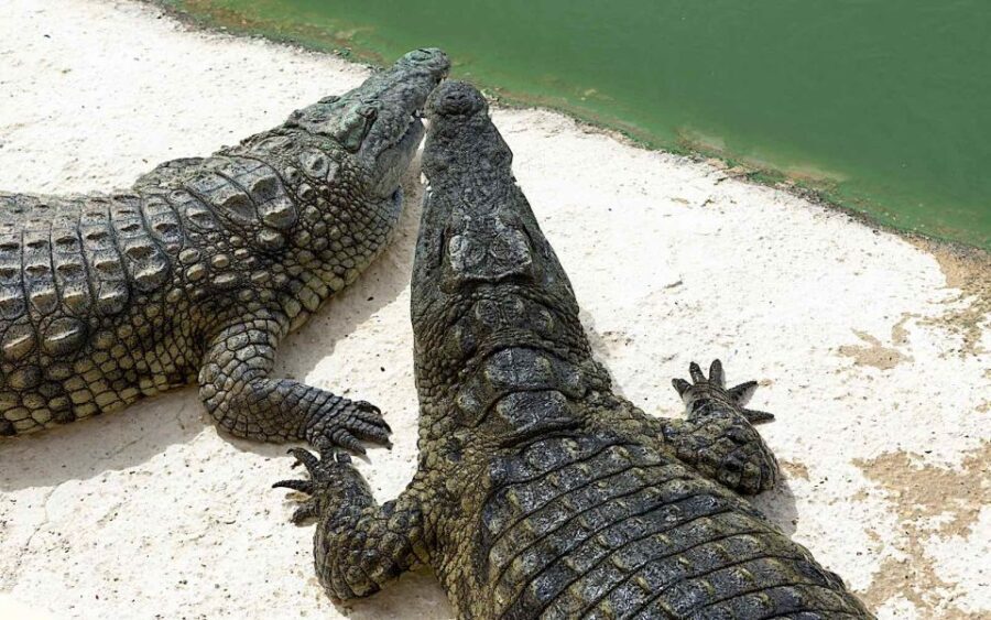 Agadir Crocoparc: Ticket and Transfer - Who Would Love This Tour?