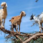 Agadir: Discover Argan Tree-Climbing Goats on a Morning Tour - Authenticity and Cultural Connection