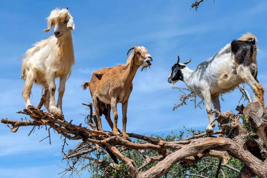 Agadir: Discover Argan Tree-Climbing Goats on a Morning Tour - Authenticity and Cultural Connection