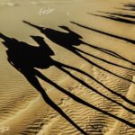 Agadir: Flamingo River Camel Ride with Optional BBQ Dinner - The Food & Dining Experience