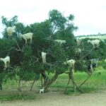 Agadir: Goat on Trees & Crocodile Park including HotelPickup - The Goat on Trees Experience