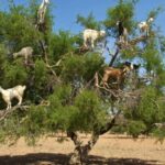 Agadir: Goat on Trees & Crocodile Park including HotelPickup - What You Should Know Before Booking