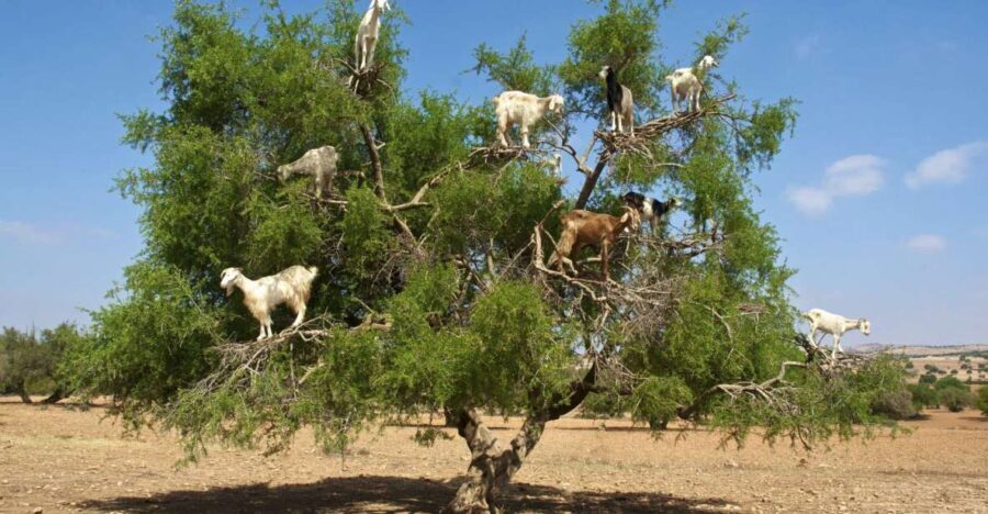 Agadir: Goat on Trees & Crocodile Park including HotelPickup - What You Should Know Before Booking