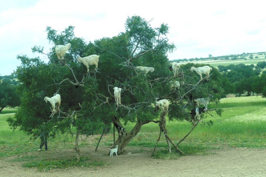 Agadir: Goat on Trees & Crocodile Park including HotelPickup - The Goat on Trees Experience