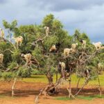 Agadir: High Atlas Mountains, Goats on Trees & Garden Tour - Practical Tips for Travelers